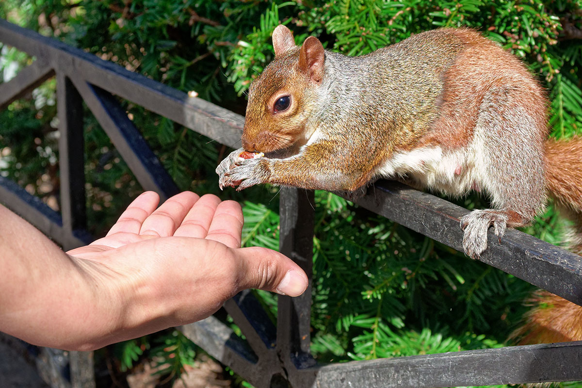 man feeding a squirrel