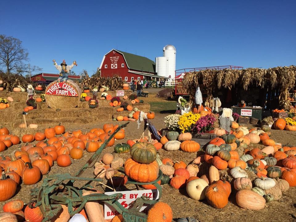 Three Cedars Farm best pumpkin patch in Michigan