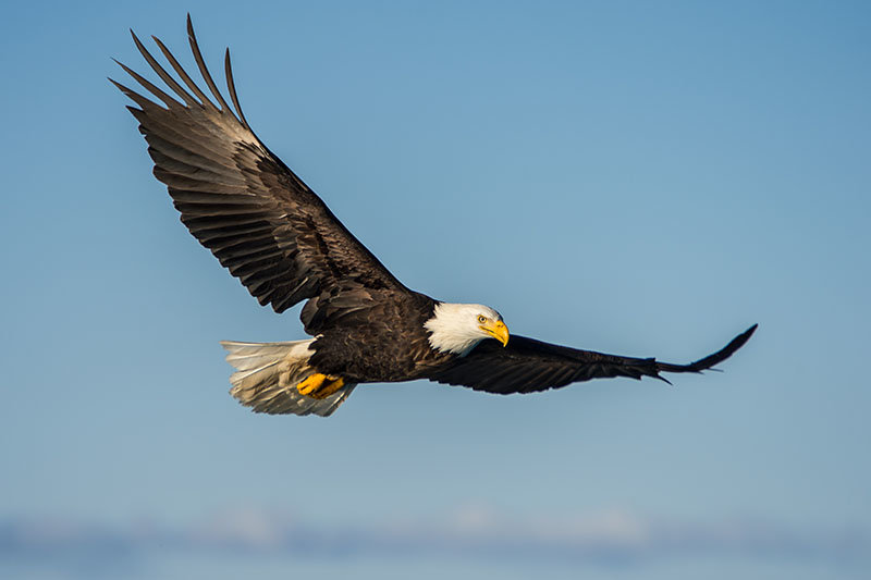 Cuyahoga valley national park bald eagle