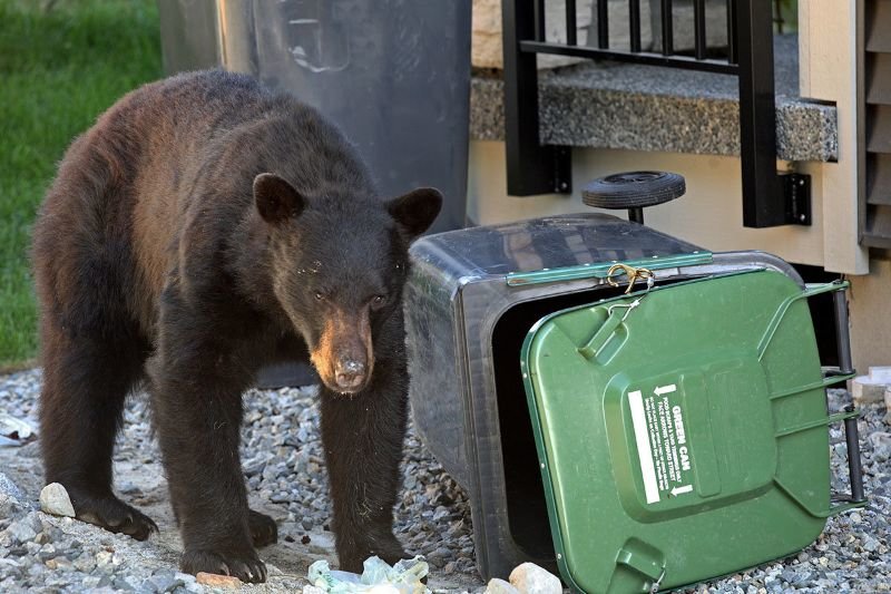 black bear rummaging through garbage