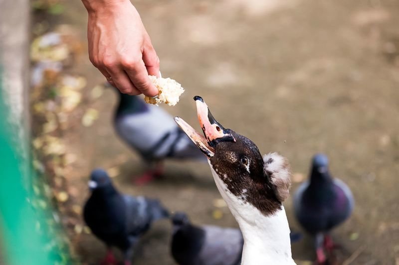 person feeding duck
