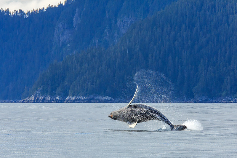 whale at Kenai Fjords National Park