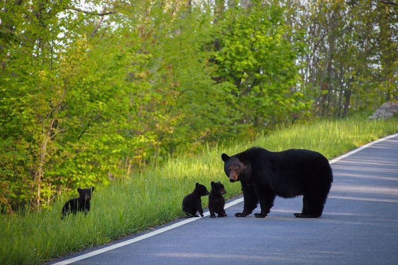 mother bear with cubs at Shenandoah National Park