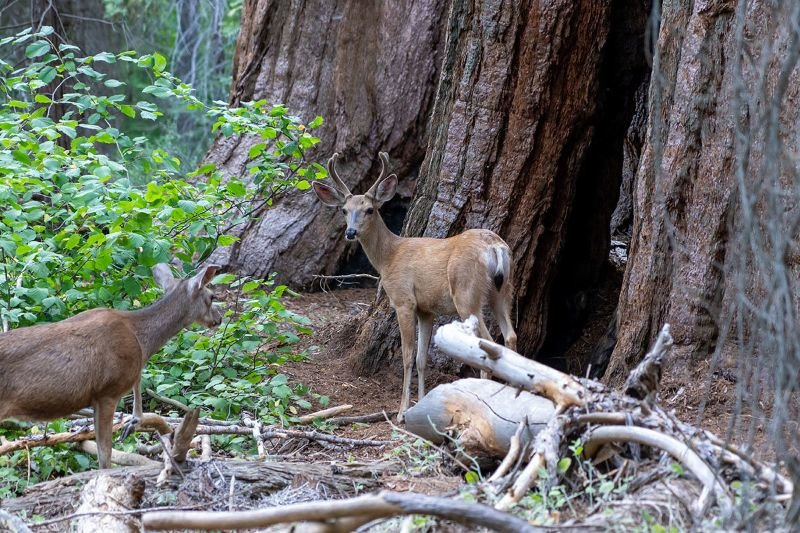 deer and wildlife at Sequoia Kings Canyon National Park