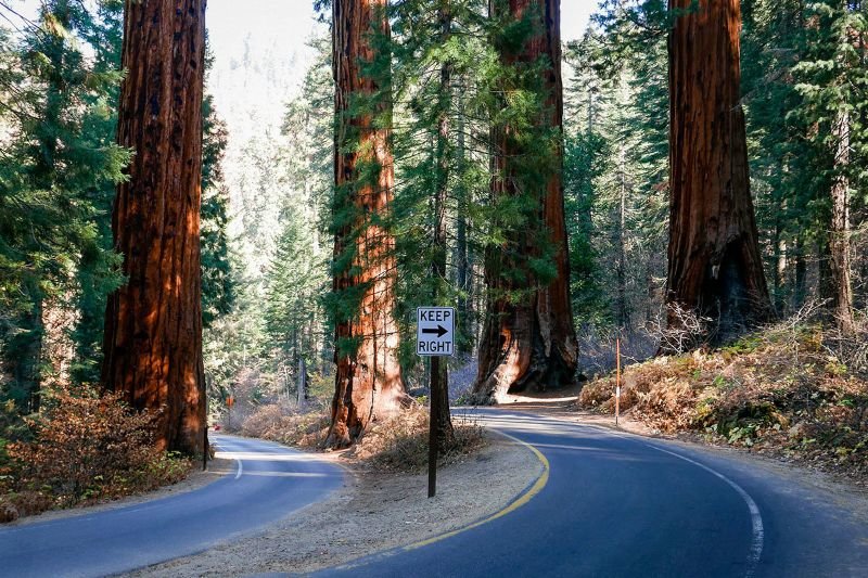 driving road at Sequoia Kings National Park
