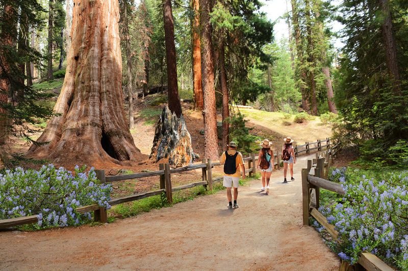 Hiking Trails at Sequoia Kings National Park
