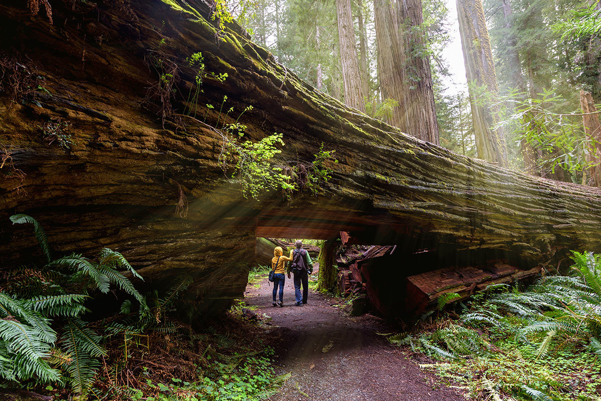 redwood national park big tree wayside walk