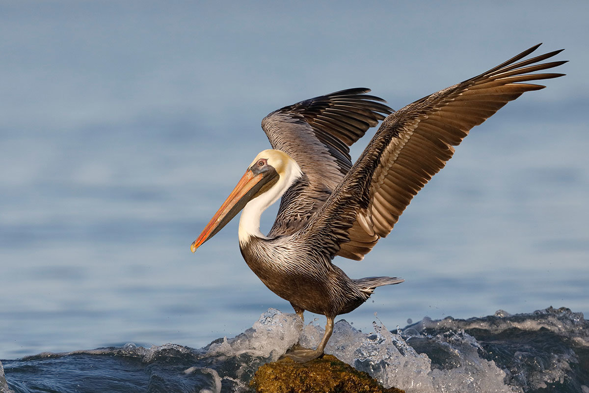 endangered california brown pelican