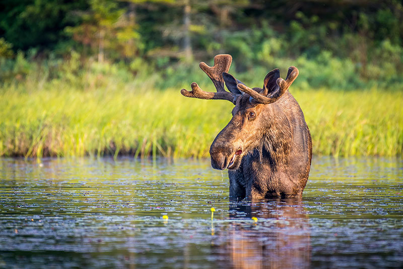 isle royale national park moose