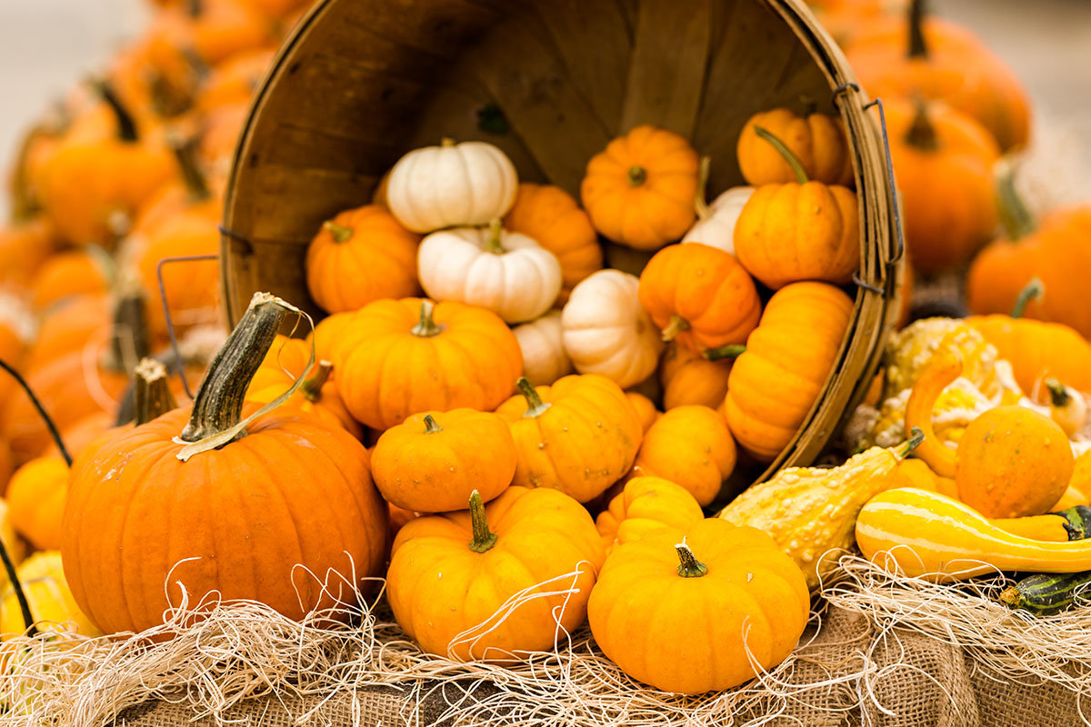 assortment of pumpkins in basket