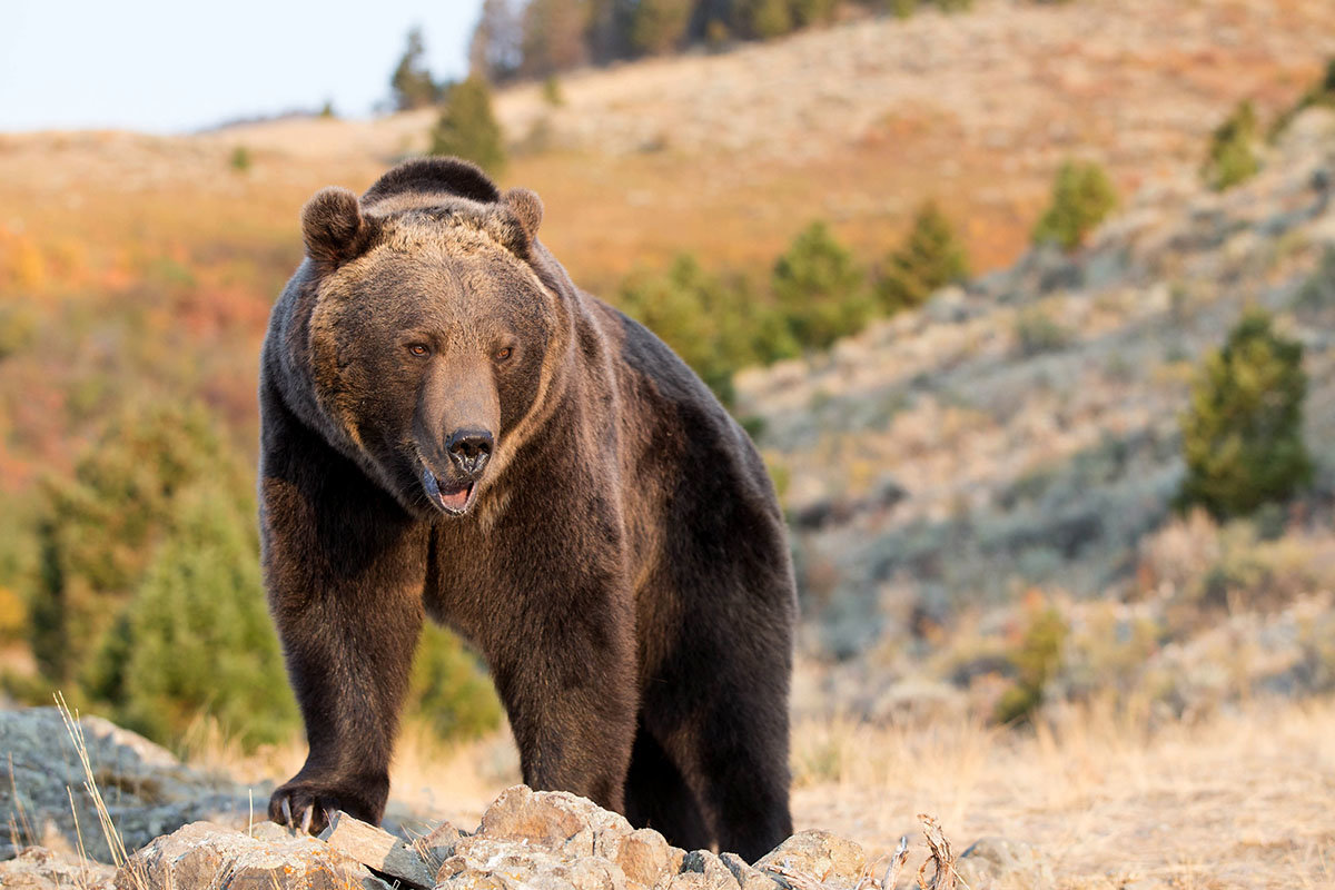 yellowstone national park brown bear