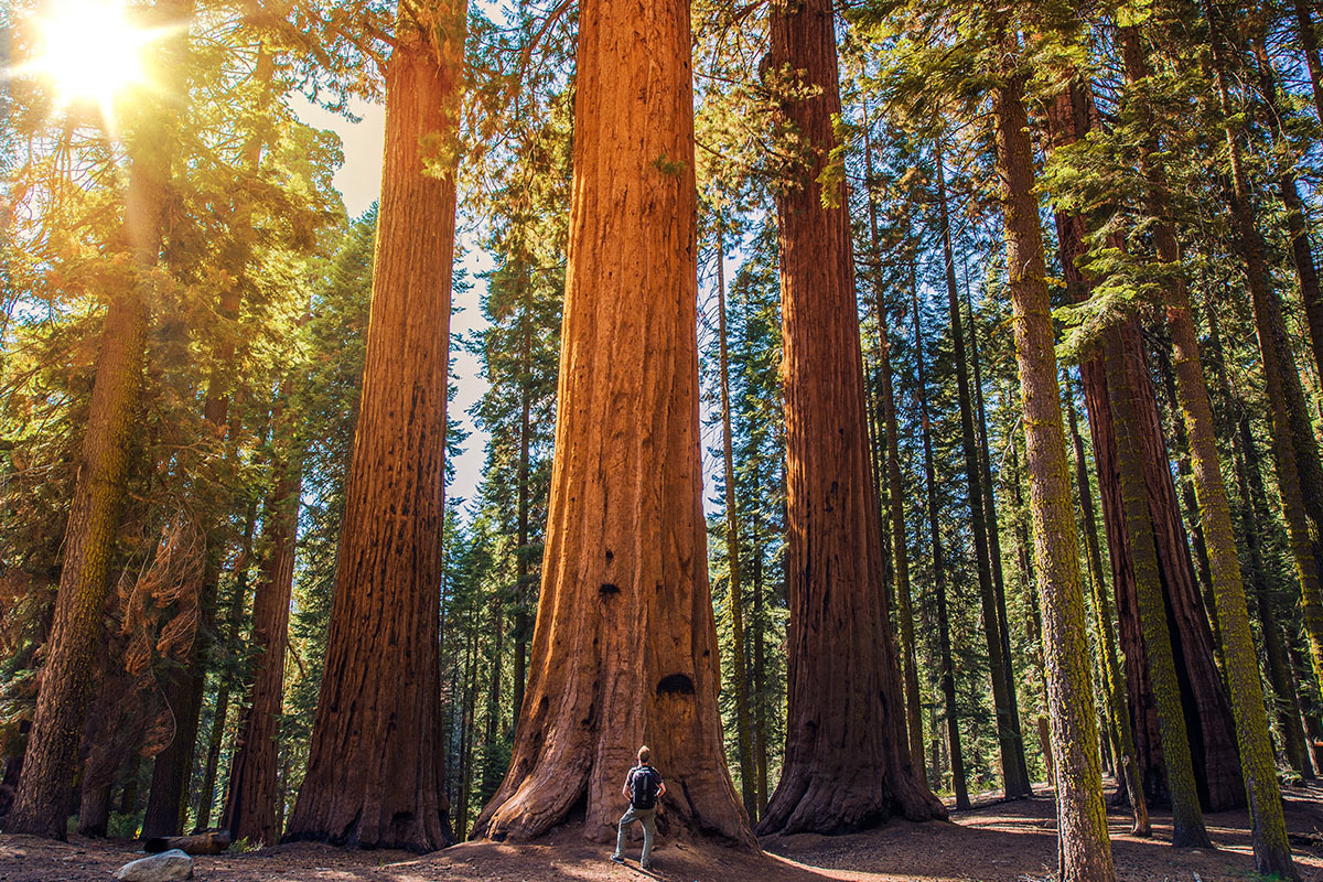 redwood national forest